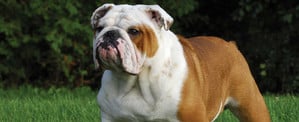 bulldog